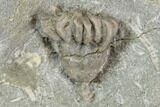 Two Fossil Crinoids (Dizygocrinus) - Warsaw Formation, Illinois #118880-2